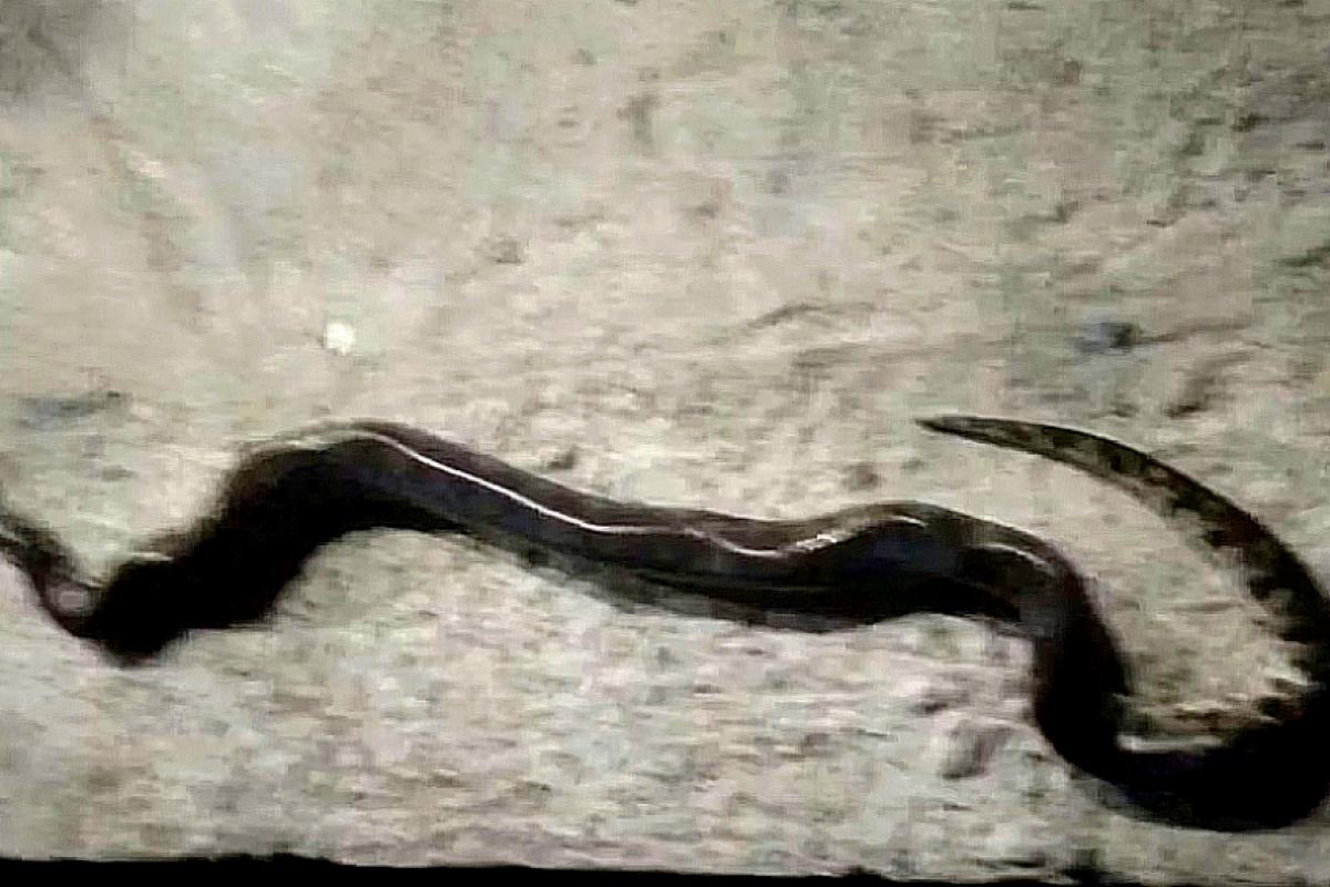 Após ser atacado e enrolado pelo filhote de sucuri, o homem reagiu, mordeu e matou o réptil. 