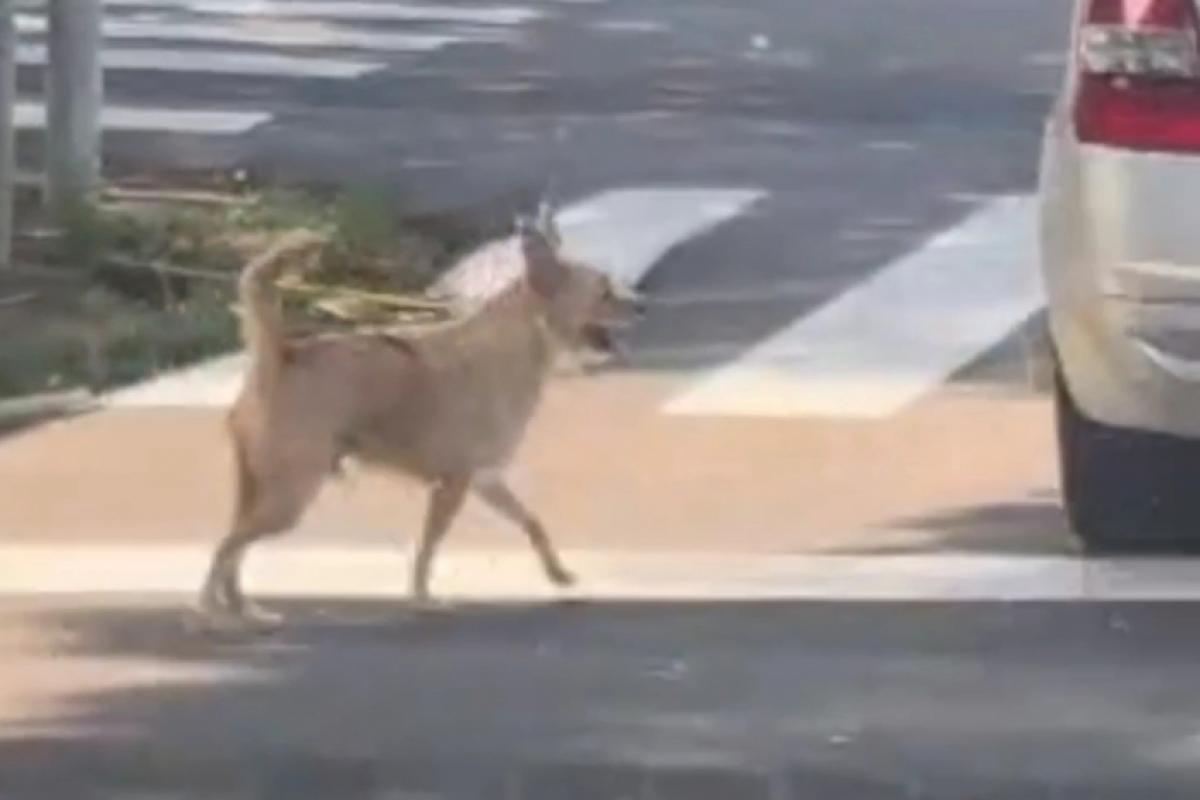 Cachorro abandonado segue carro na Vila Aparecida, em Franca