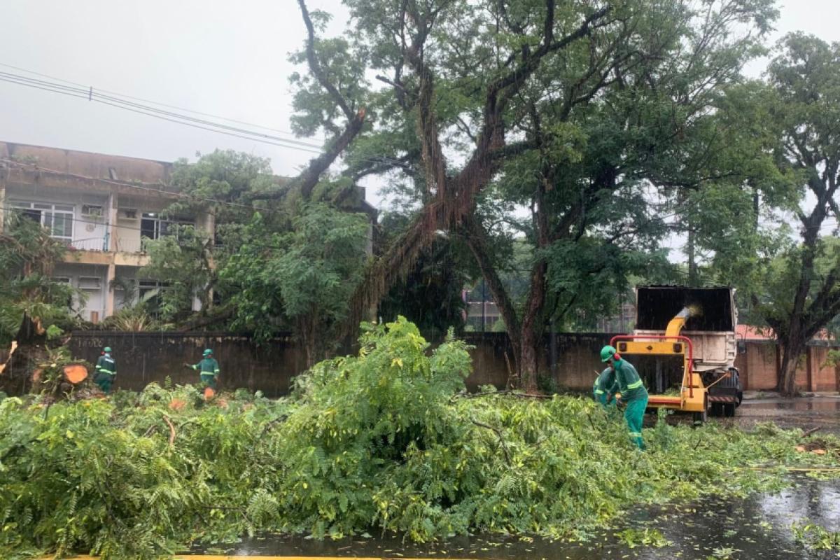 Defesa Civil registrou 96,6 mm de precipitação em 24 horas e queda de 11 árvores de grande porte; não há vítimas