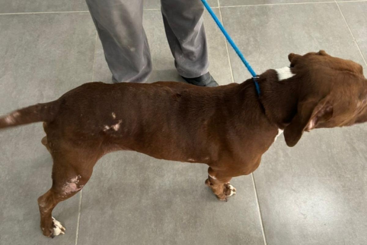 Animais tinham lesões de pele e peso inadequado