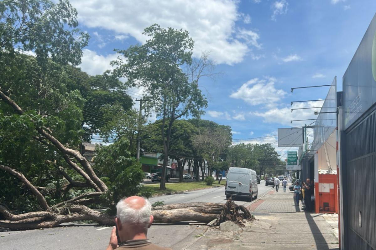 Árvore caiu na avenida Andrômeda