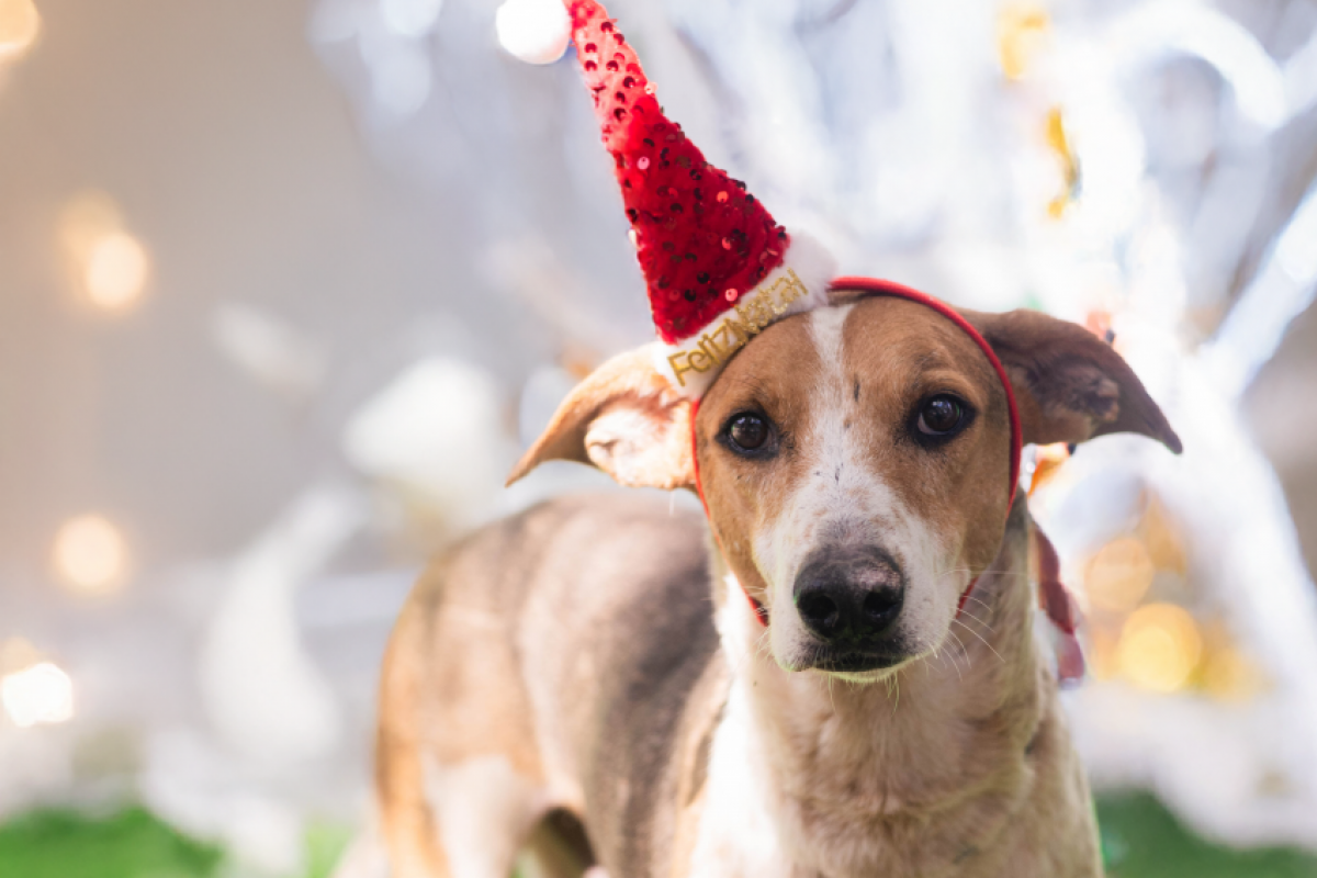 A intenção é que, após esse período, as famílias possam adotar os bichinhos