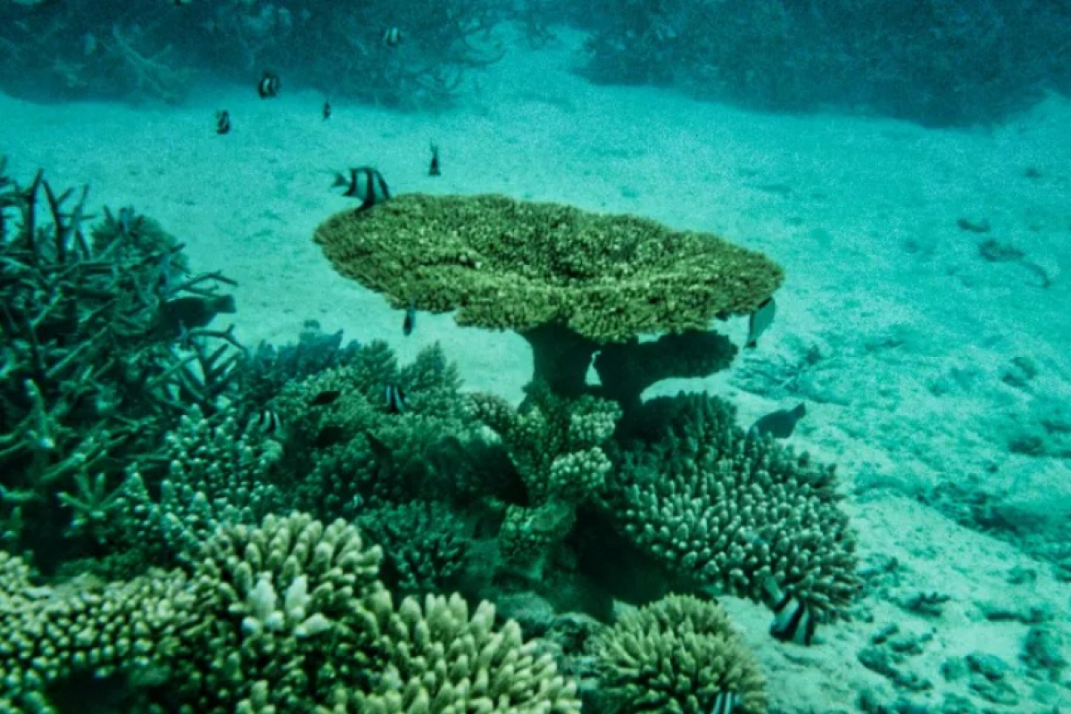 Fundo do mar nas ilhas Maldivas