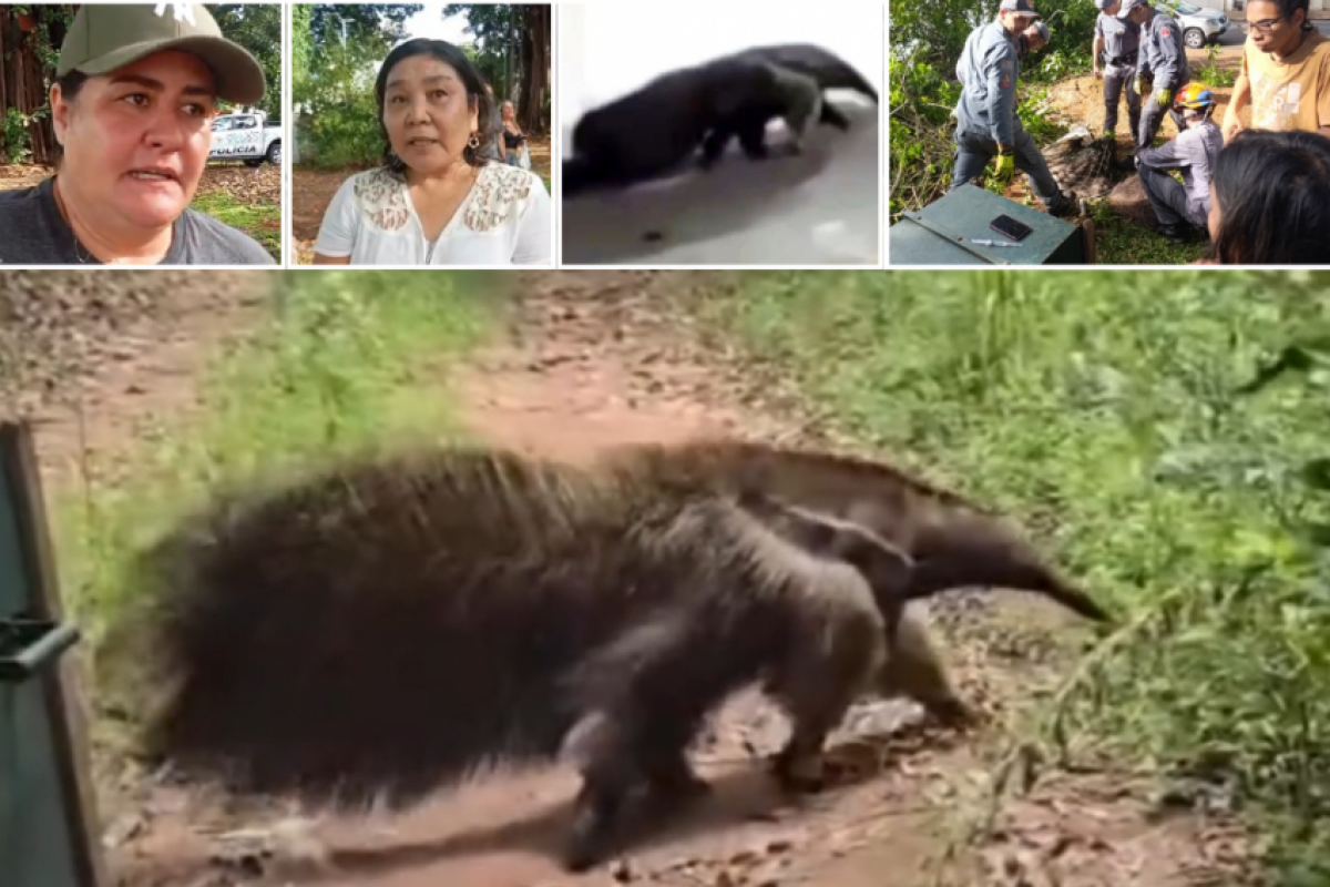 Após o complexo resgate no sábado, o tamanduá foi solto em uma área de mata na manhã deste domingo. 
