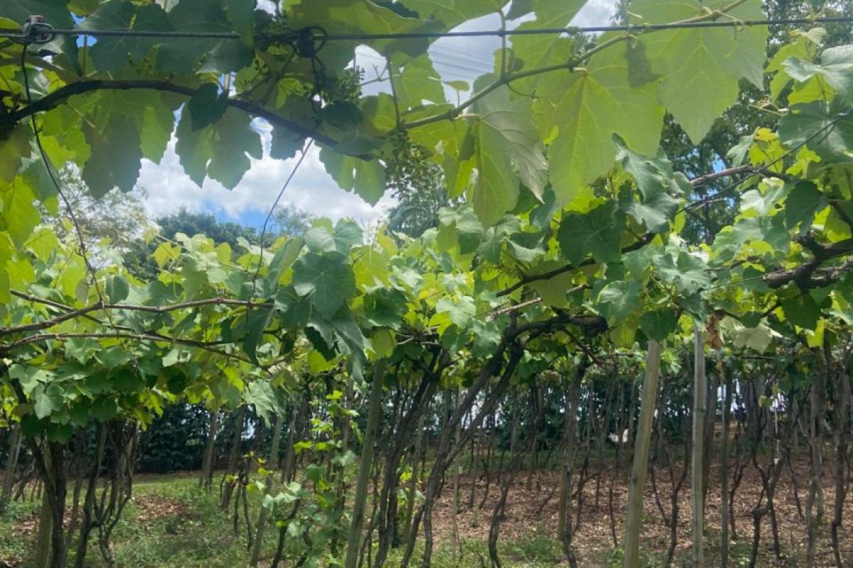 Desde 2023, a Uva Niagara de Jundiahy é reconhecida pelo INPI, protegendo sua identidade