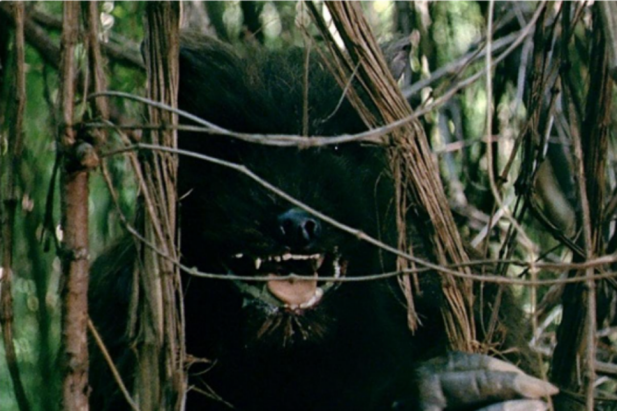 Segundo o relato da vítima, um “lobisomem” estava tentando invadir sua casa.