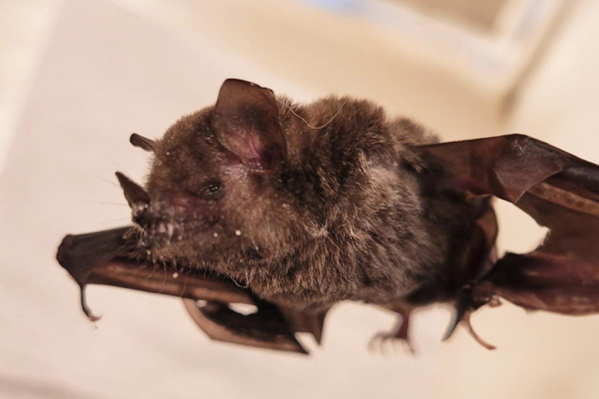 Este é o primeiro caso registrado neste ano