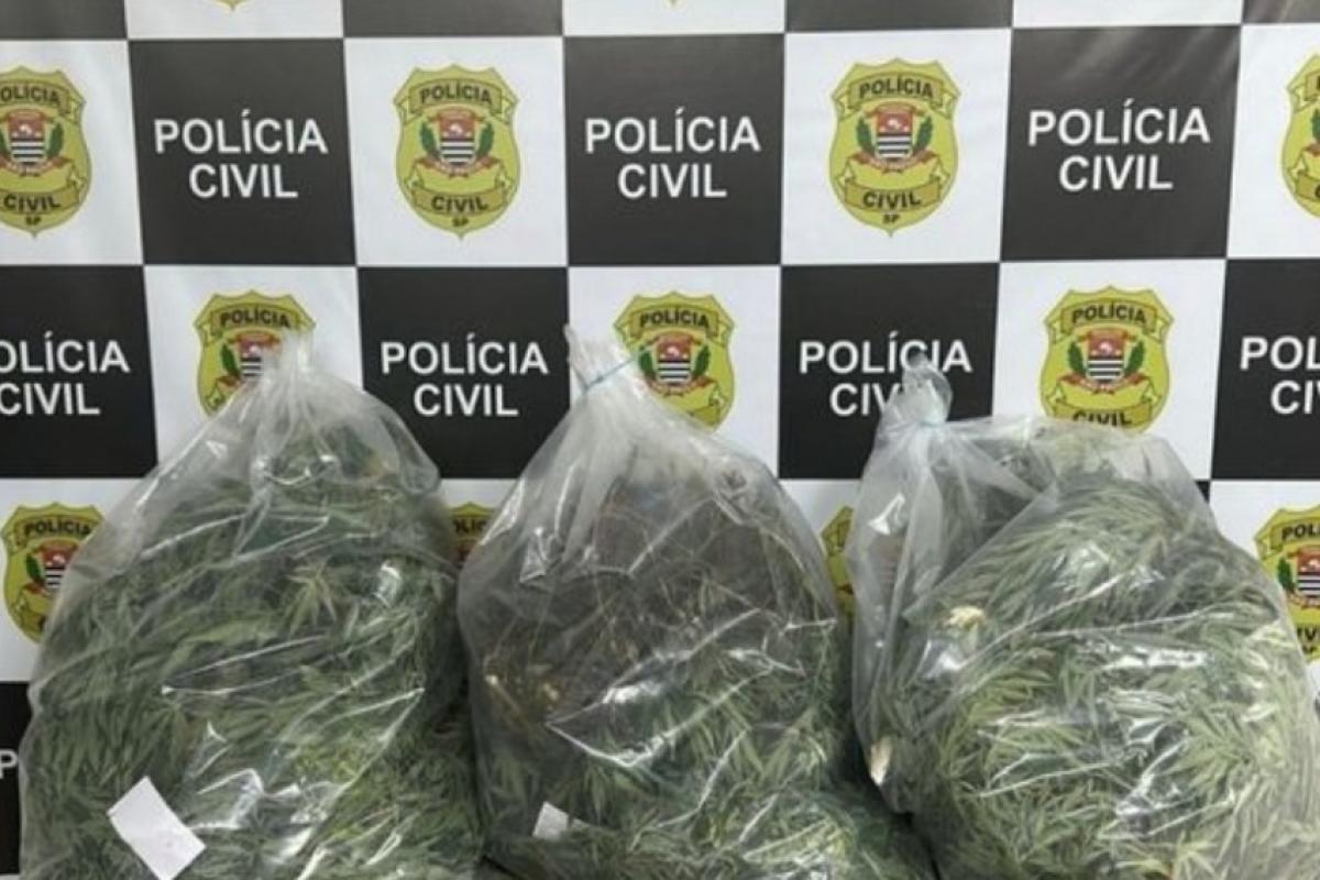 Investigação da Dise utilizou drone para monitorar plantação em Mogi Guaçu; Polícia apreendeu dinheiro e celular.