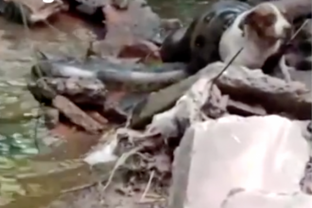 O animal foi envolvido pela cobra durante o ataque.