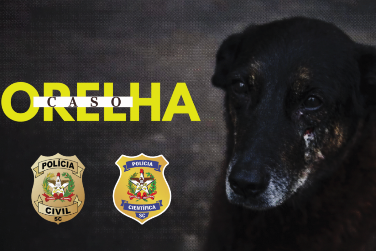 O cão Orelha foi encontrado gravemente ferido na praia no dia seguinte e morreu após atendimento veterinário. 