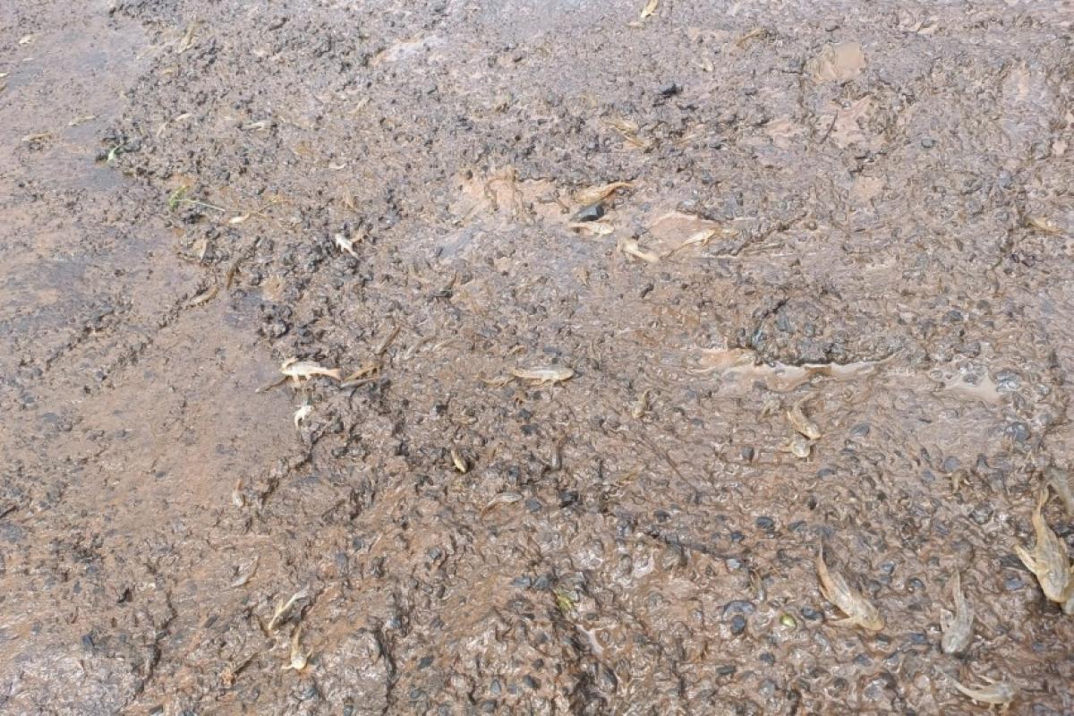 O rio Lençóis registrou morte de peixes e excesso de lodo no trecho entre Lençóis Paulista, Areiópolis e Macatuba