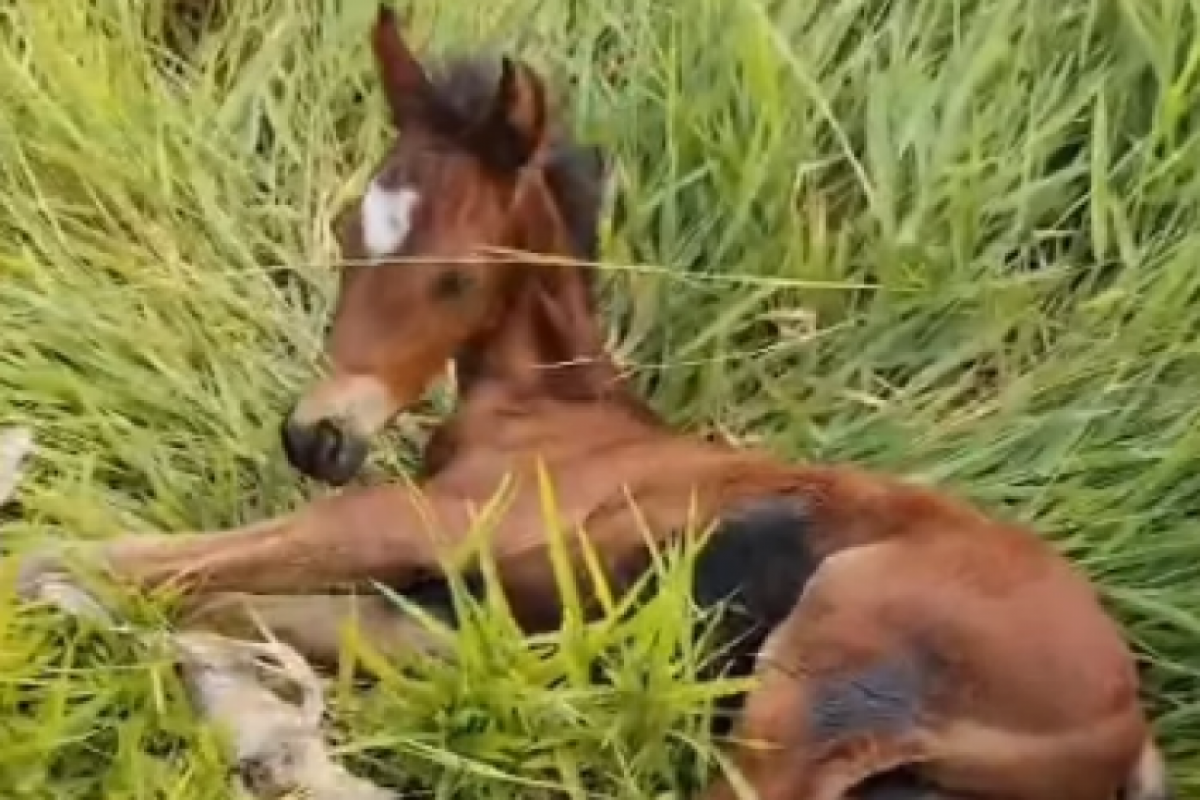 Filhote de cavalo é resgatado em estado grave após ser encontrado abandonado em terreno baldio em Piracicaba