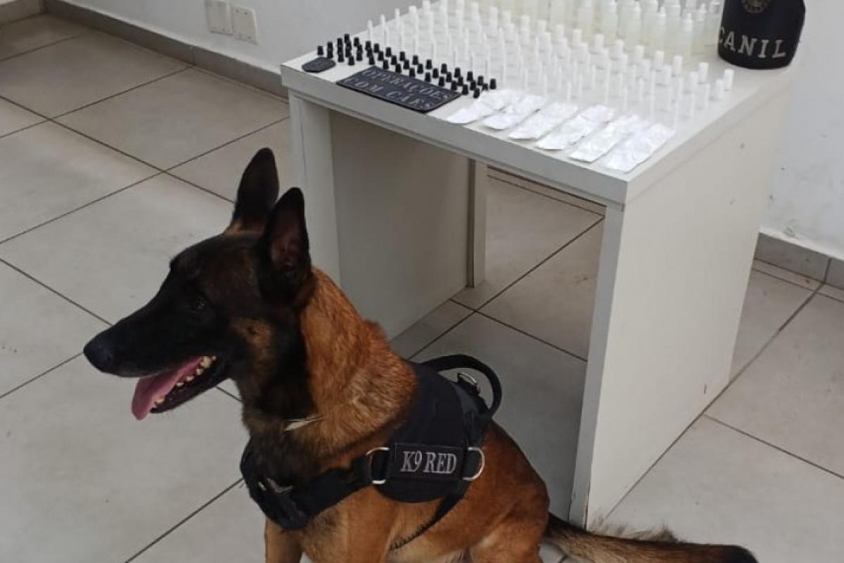 O cão farejador foi colocado em ação e achou as drogas