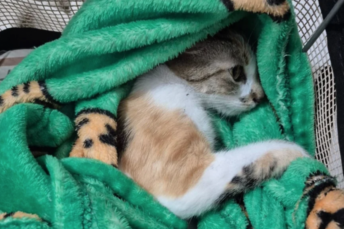 As testemunhas ouviram miados desesperados da gata e, ao olhar pelas janelas de seus apartamentos, viram a mulher arremessar o animal.