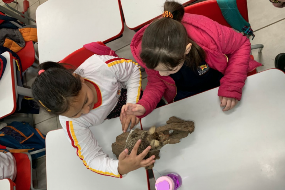 O tema será trabalhado dentro das disciplinas já existentes, sem criação de matéria específica.