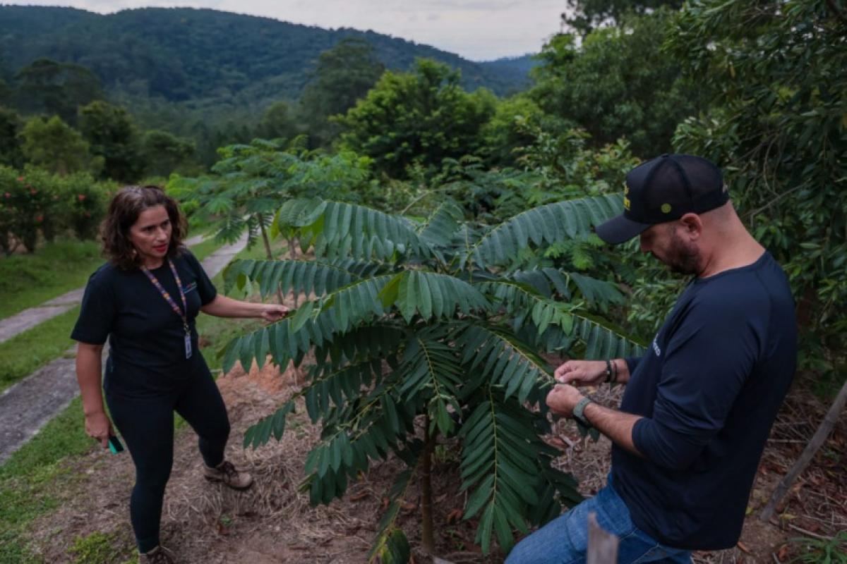 A coordenadora do programa, Ana Maria Martins, faz o monitoramento das árvores após o plantio, acompanhada de técnicos