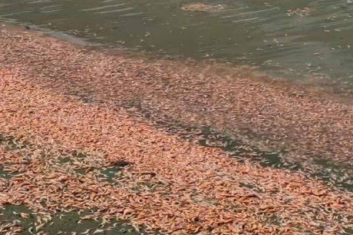 'Esta é uma situação complexa', diz Prefeitura de Igaraçu.