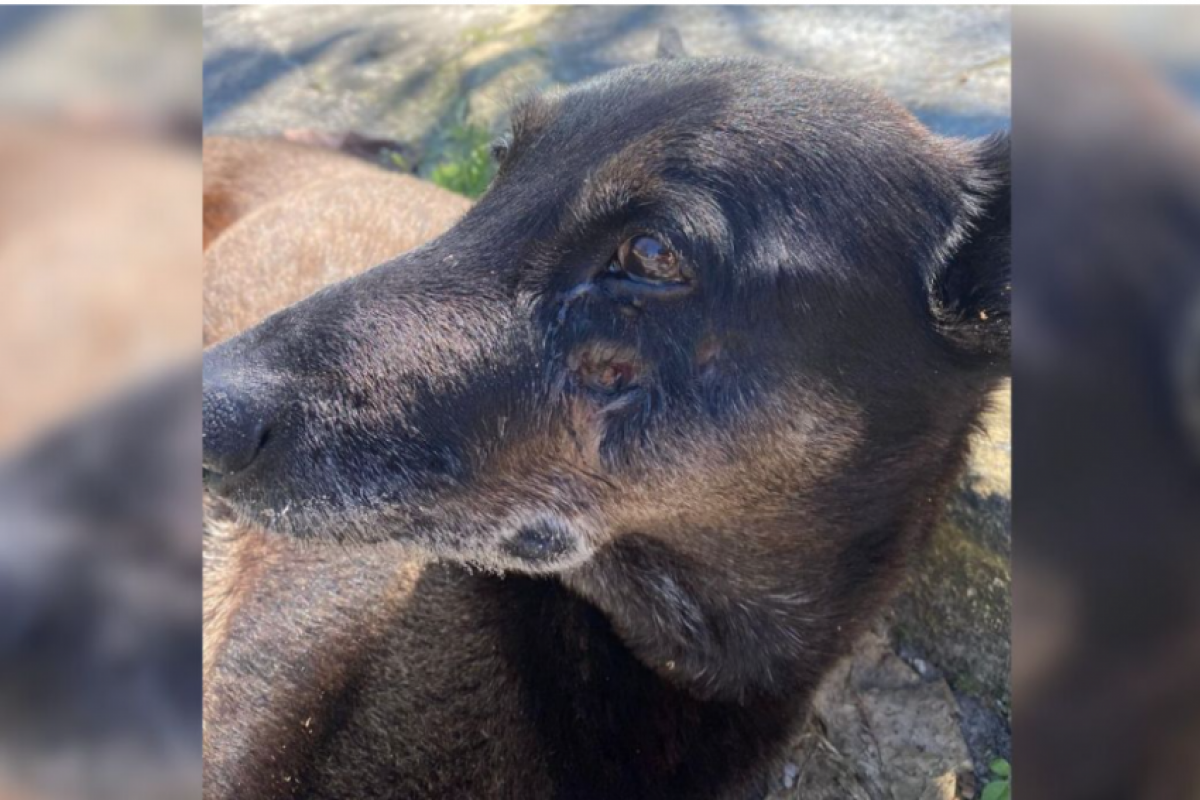 O procedimento já foi realizado e os exames técnicos estão em andamento.