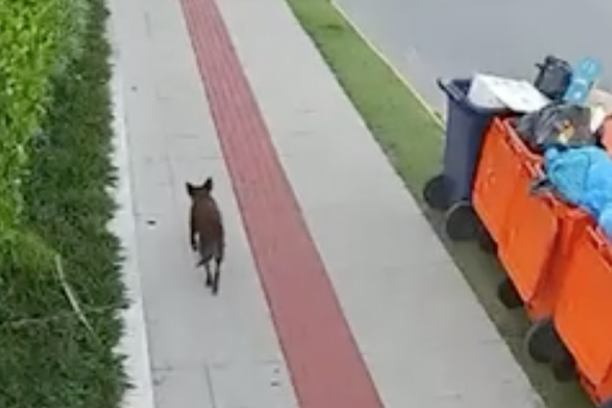 As imagens mostram o animal caminhando pela vizinhança horas após o horário estimado pela Polícia Civil para as agressões.