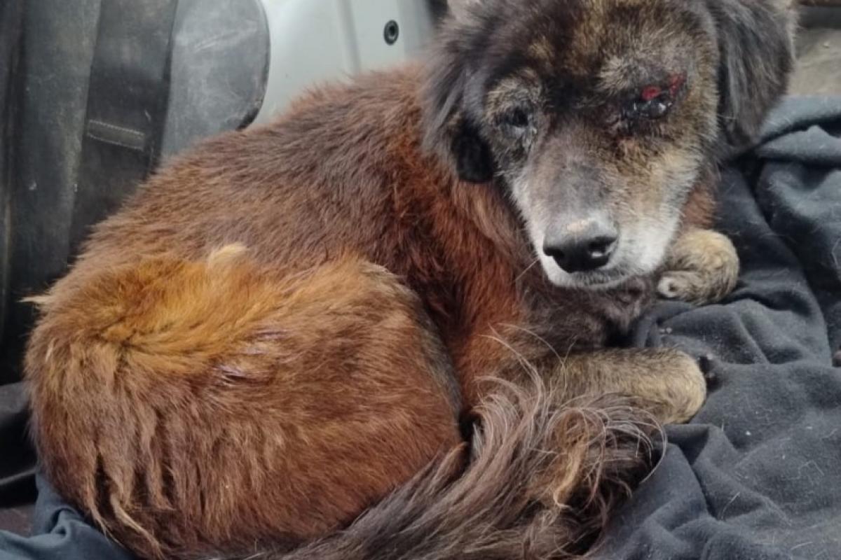 Vitória tem trauma no crânio, no globo ocular e tumor mamário