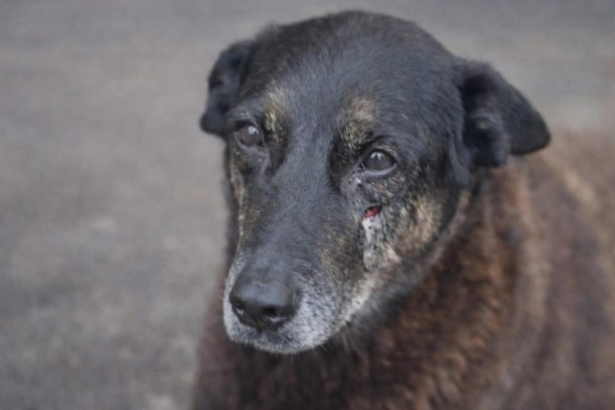O cão Orelha foi agredido na Praia Brava, em Florianópolis (SC)