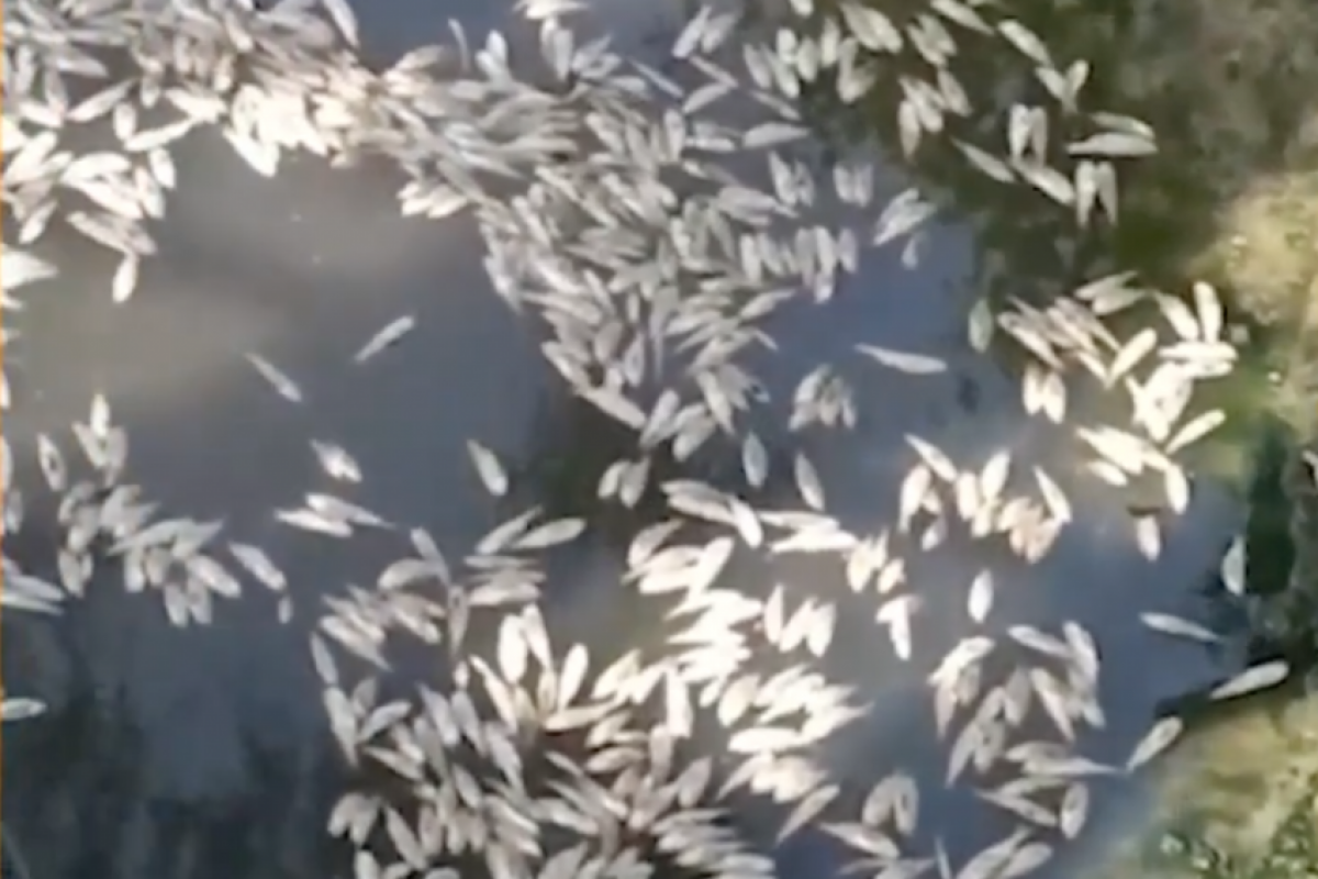 Na segunda-feira (23), moradores se assustaram ao ver uma grande quantidade de peixes mortos cobrindo parte do rio Imaruí.