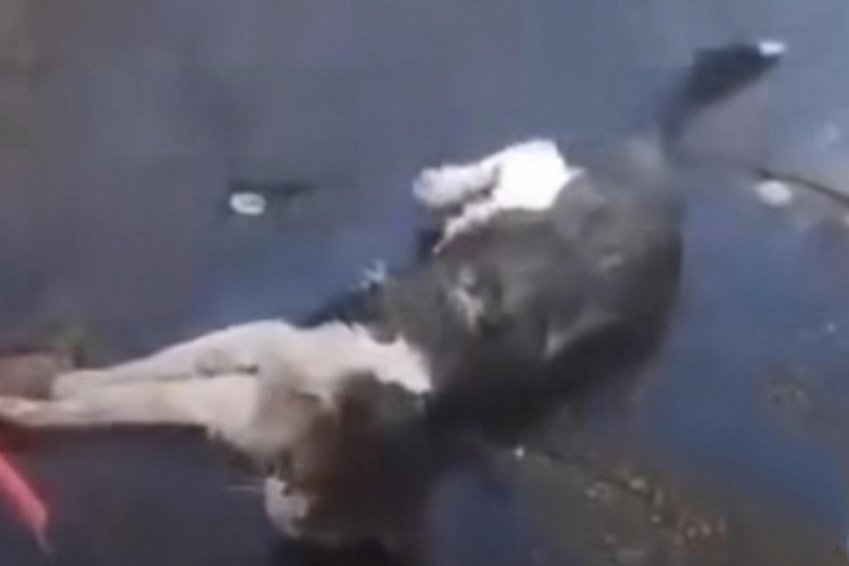 O felino foi deixado por um homem em um saco, no Jaraguá. 