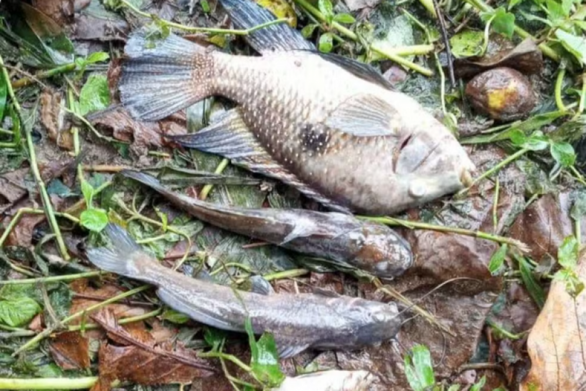O município acusa a companhia de contaminar o rio por excesso de dosagem de hipoclorito na ETE.