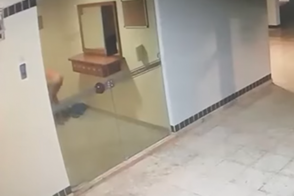 O suspeito escalou o prédio na mdrugada, cortou a tela de proteção de uma janela e entrou por um dos quartos. 