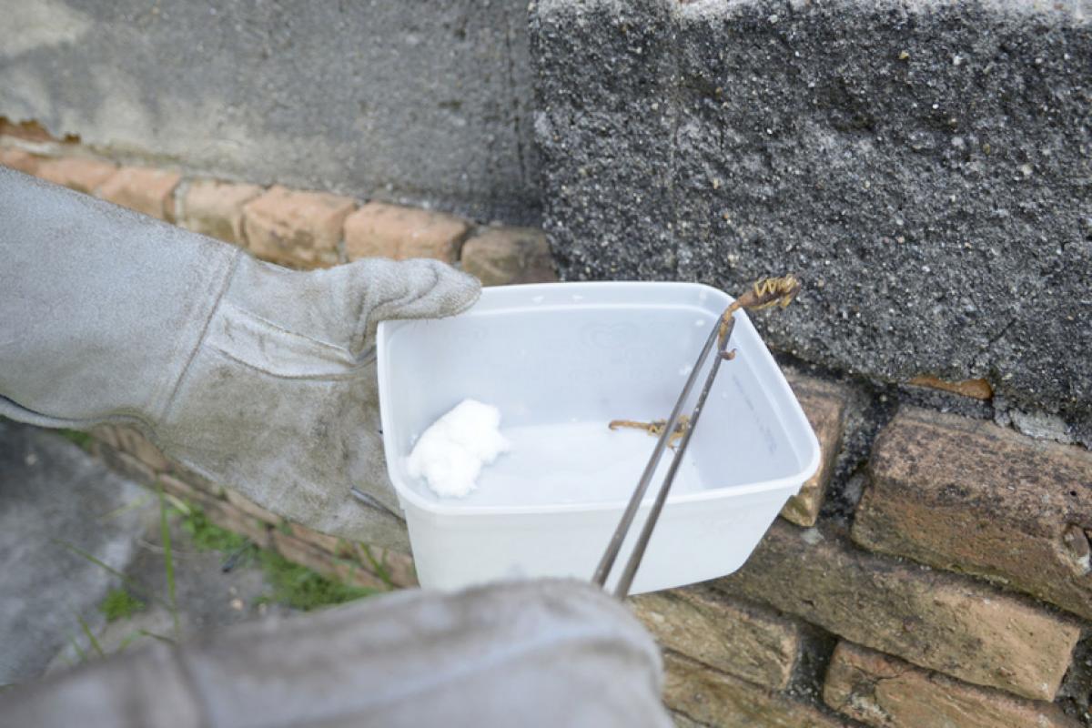 Acidentes por escorpião podem causar sintomas locais e sistêmicos