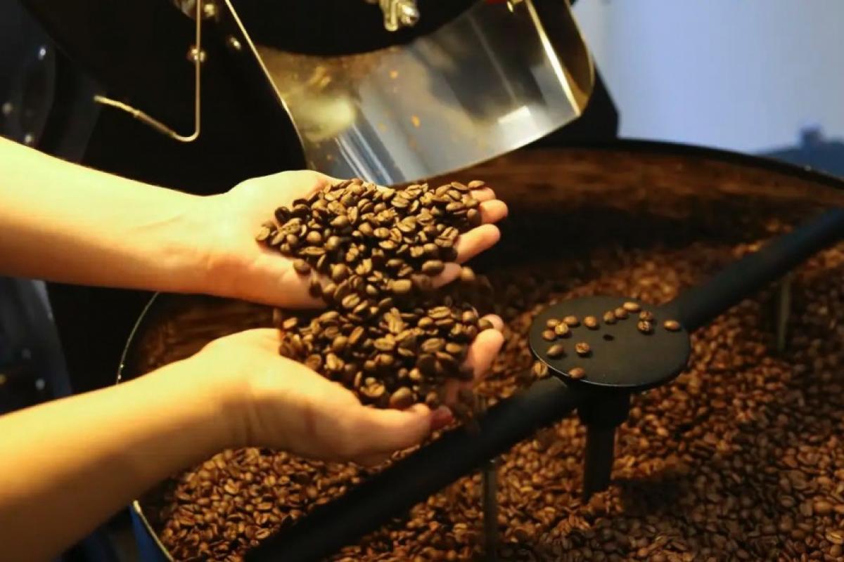 Grãos de café em produção