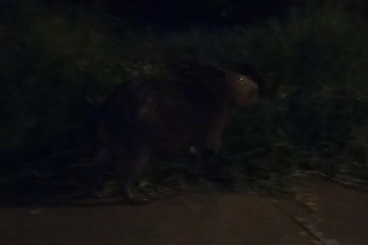 Capivara caminhando pela região Sul de Franca na noite desse sábado 