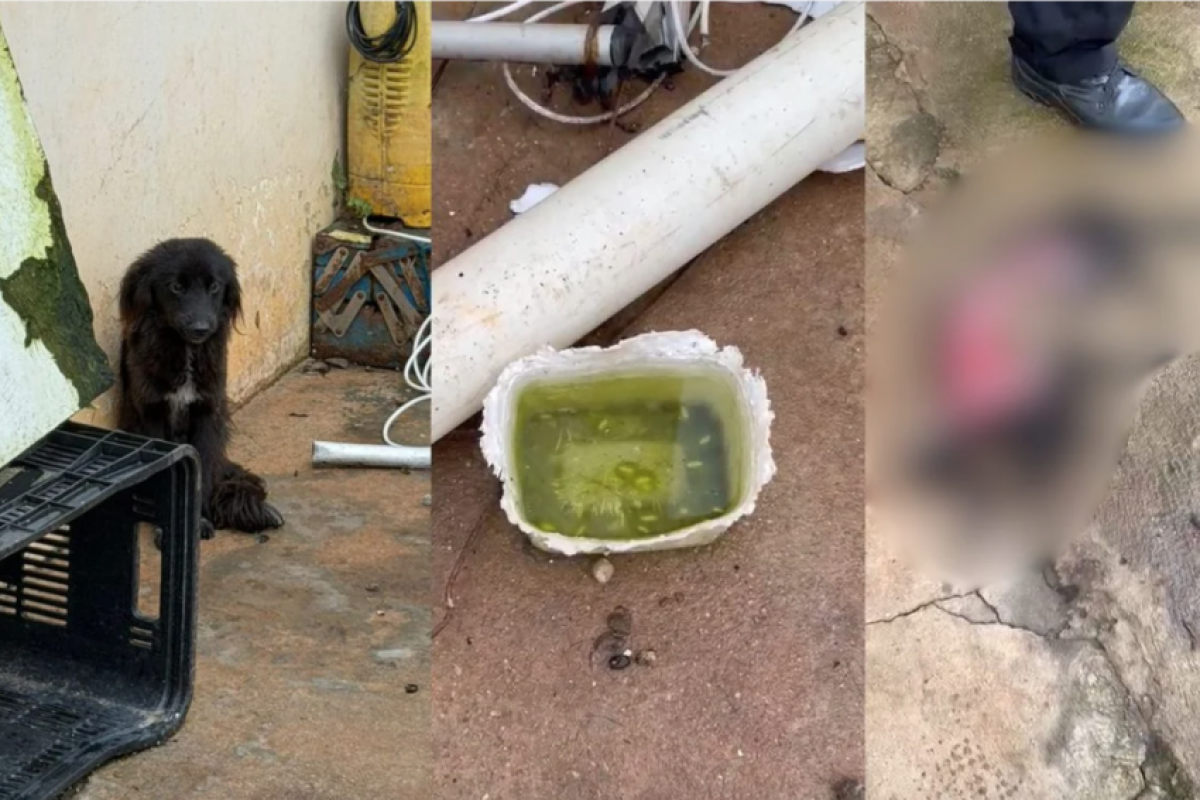 Os animais estavam sem comida e água em um quintal tomado por sujeira, fezes e infestação de pulgas e carrapatos. 