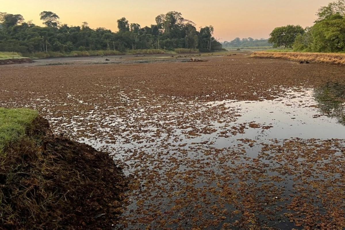 A água está com grande quantidade de partículas em suspensão, como areia e matéria orgânica, devido à chuva