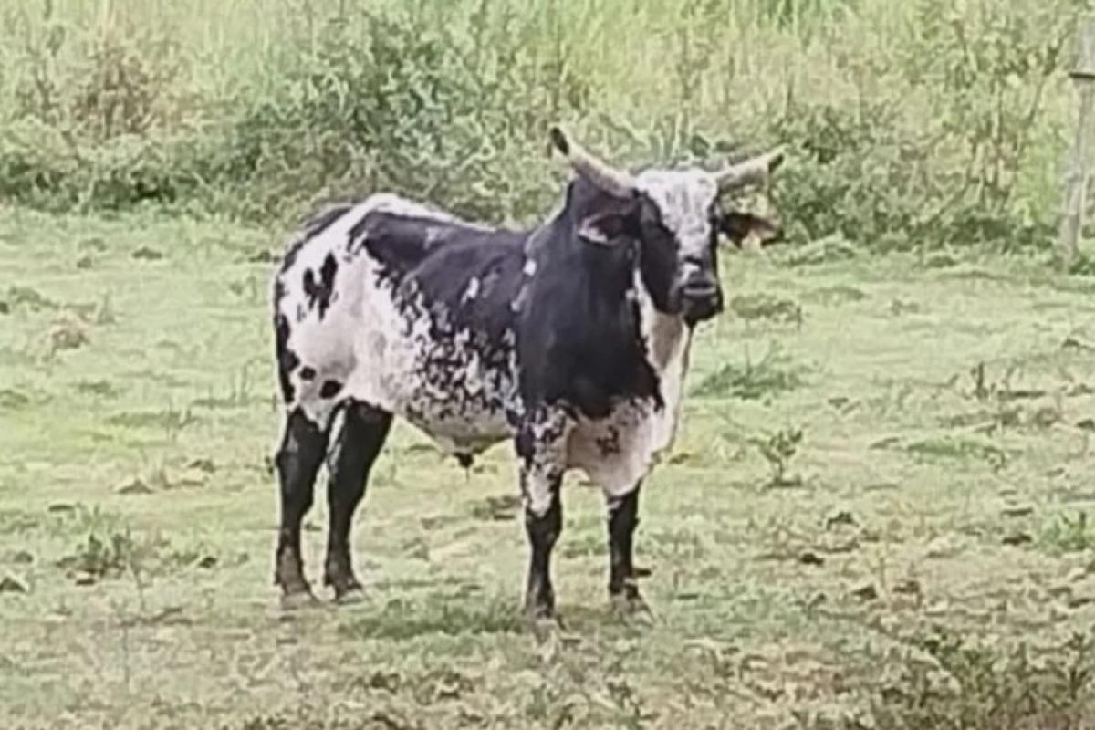 Animal de alto valor, caminhões, carros, dinheiro e cavalos foram apreendidos em investigação sobre supostos esquema criminoso ligado ao 'Diabo Loiro'.