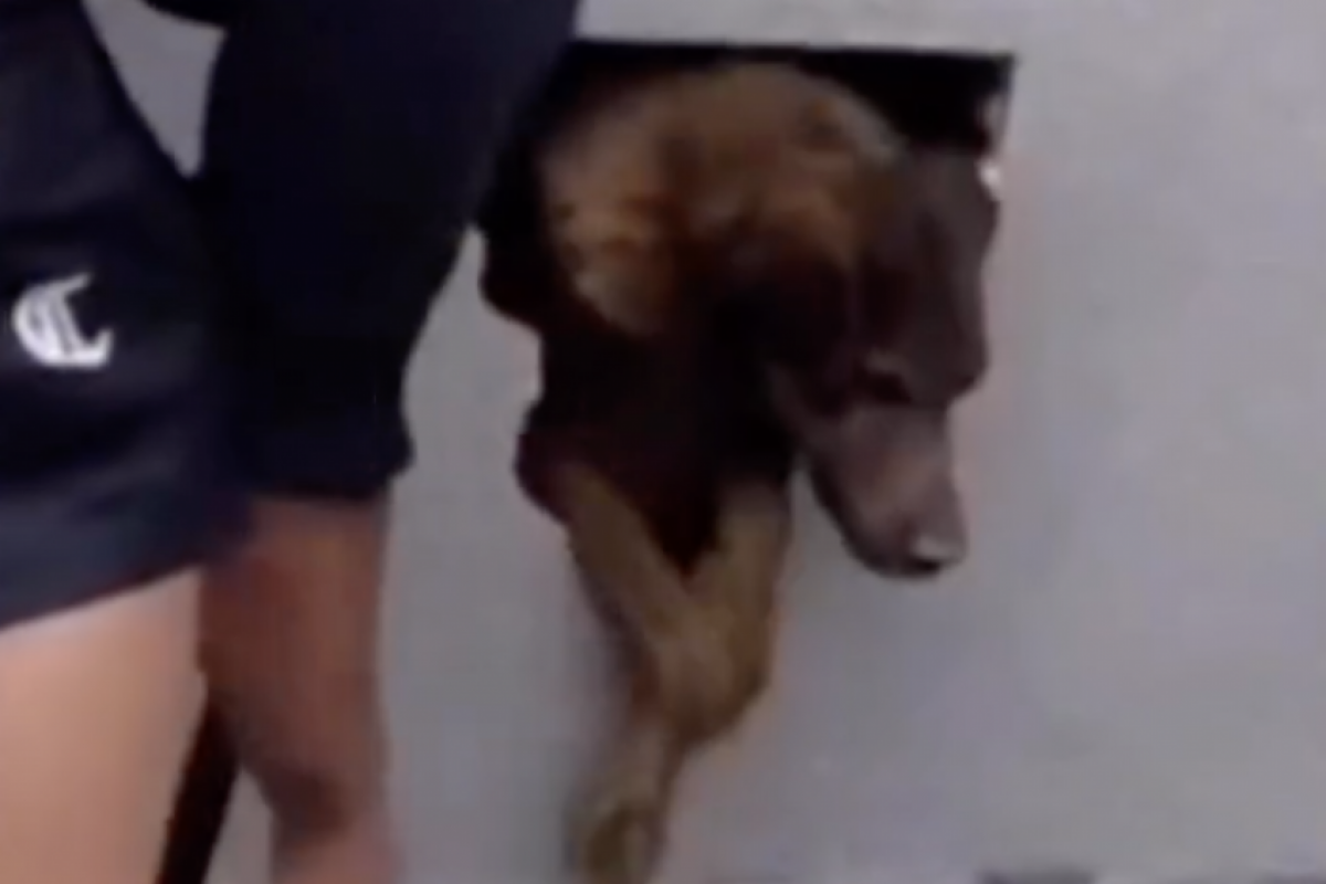 O resgate mobilizou moradores da região, que ouviram o animal chorando antes de encontrá-lo em um espaço oco.