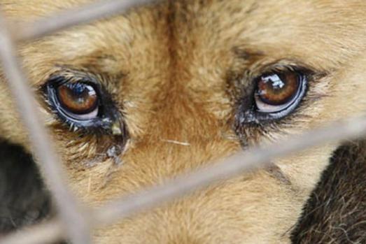 A jovem relatou que outros animais da vizinhança teriam apresentado sinais de envenenamento e também morreram