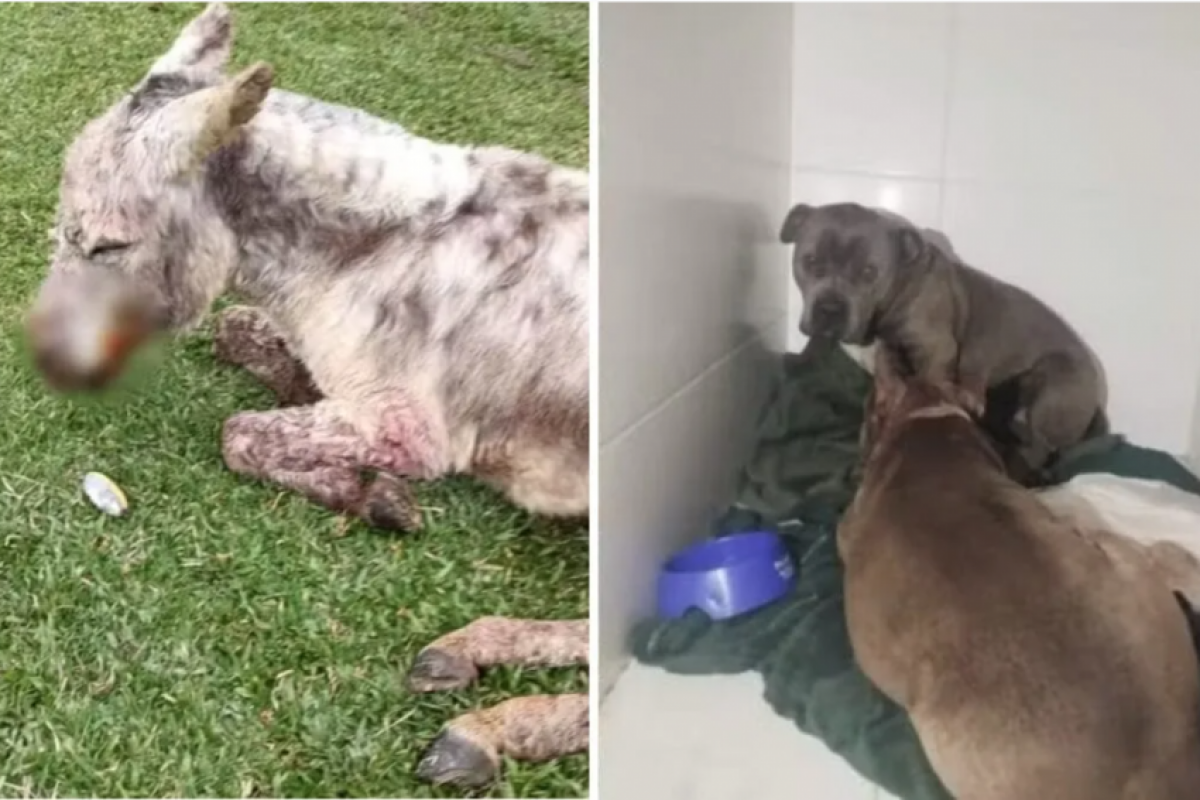 Tonico, sofreu ferimentos graves na cara, pescoço e região genital.