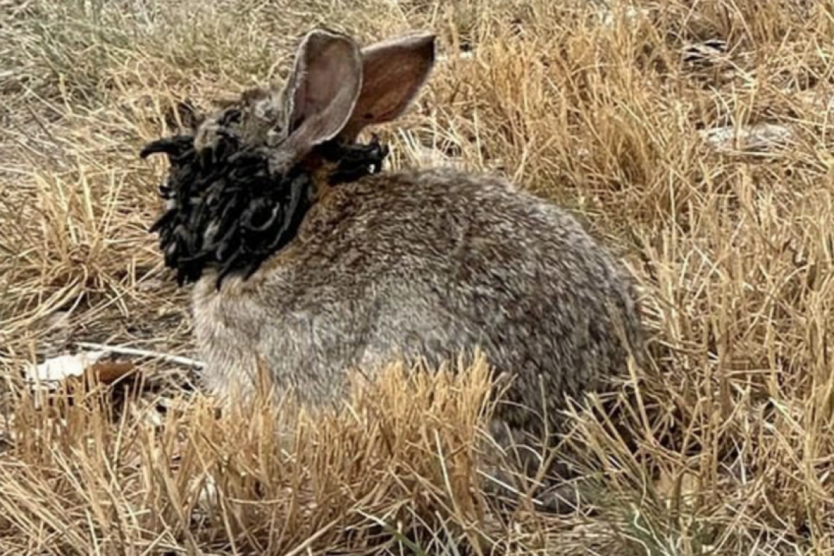 Nos últimos meses, moradores dos estados de Wisconsin, Minnesota e Nova York compartilharam imagens dos animais.