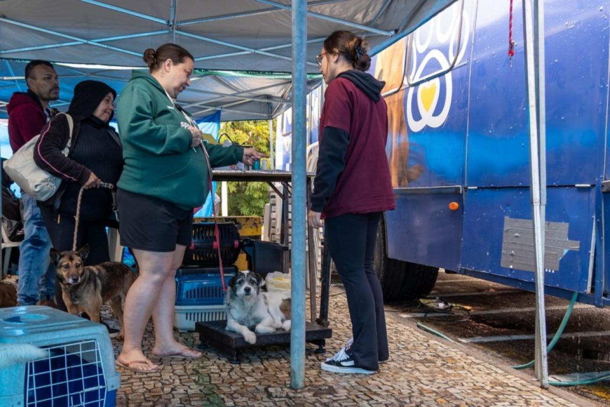 Foram castrados e microchipados 1005 animais, sendo 577 gatos e 428 cães