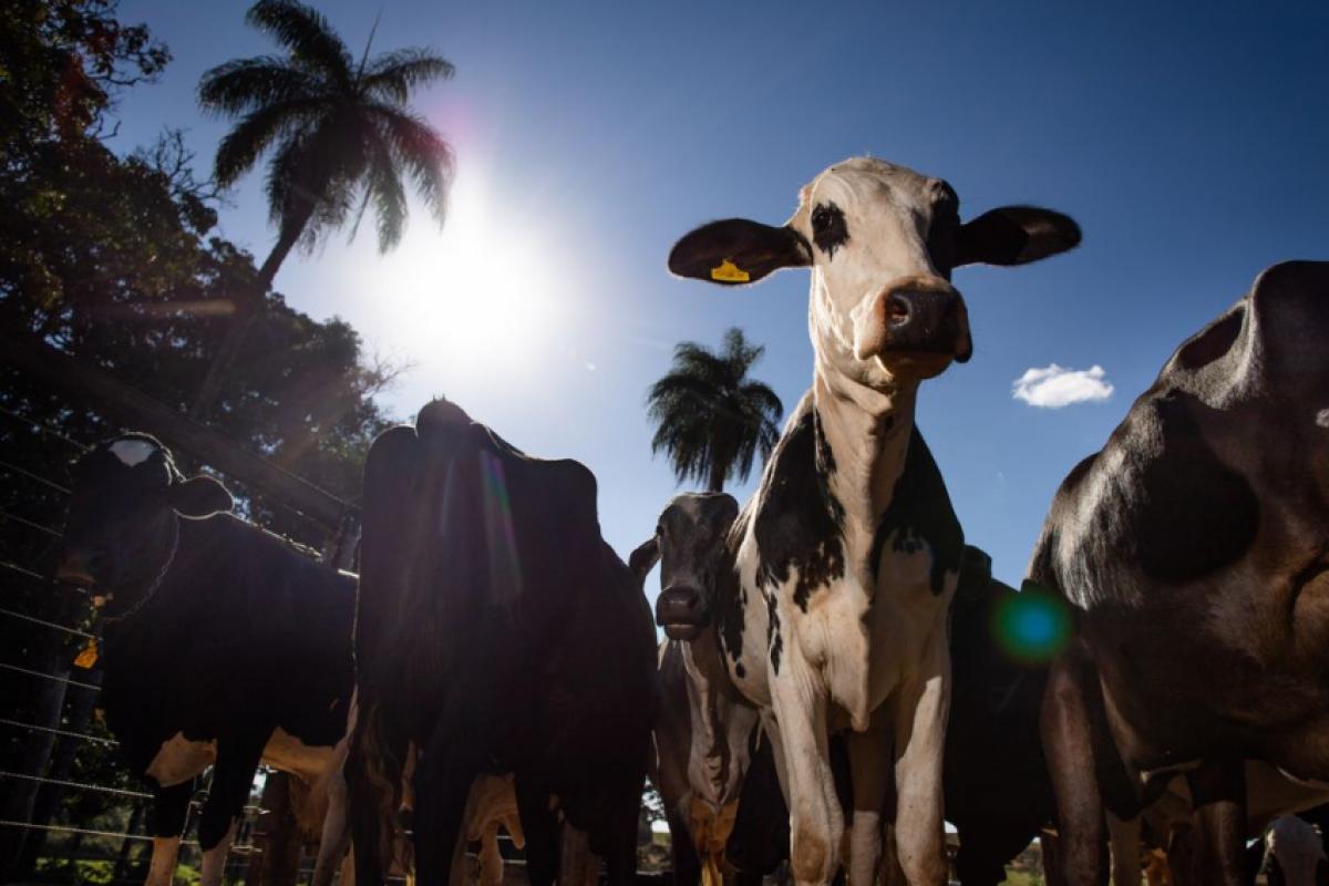 A cautela europeia não significa necessariamente que a carne brasileira esteja contaminada por medicamentos