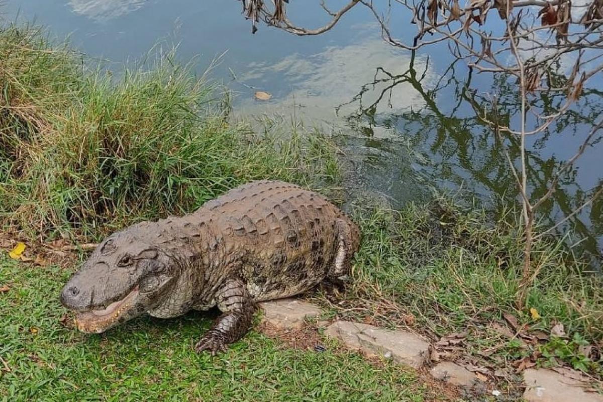 O veterano em questão é um jacaré-de-papo-amarelo, espécie da mata atlântica