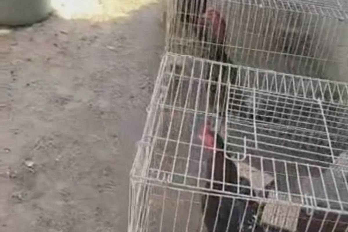Guarda Civil flagrou rinha de galos em sítio na região das Piteiras, em Mogi Mirim.