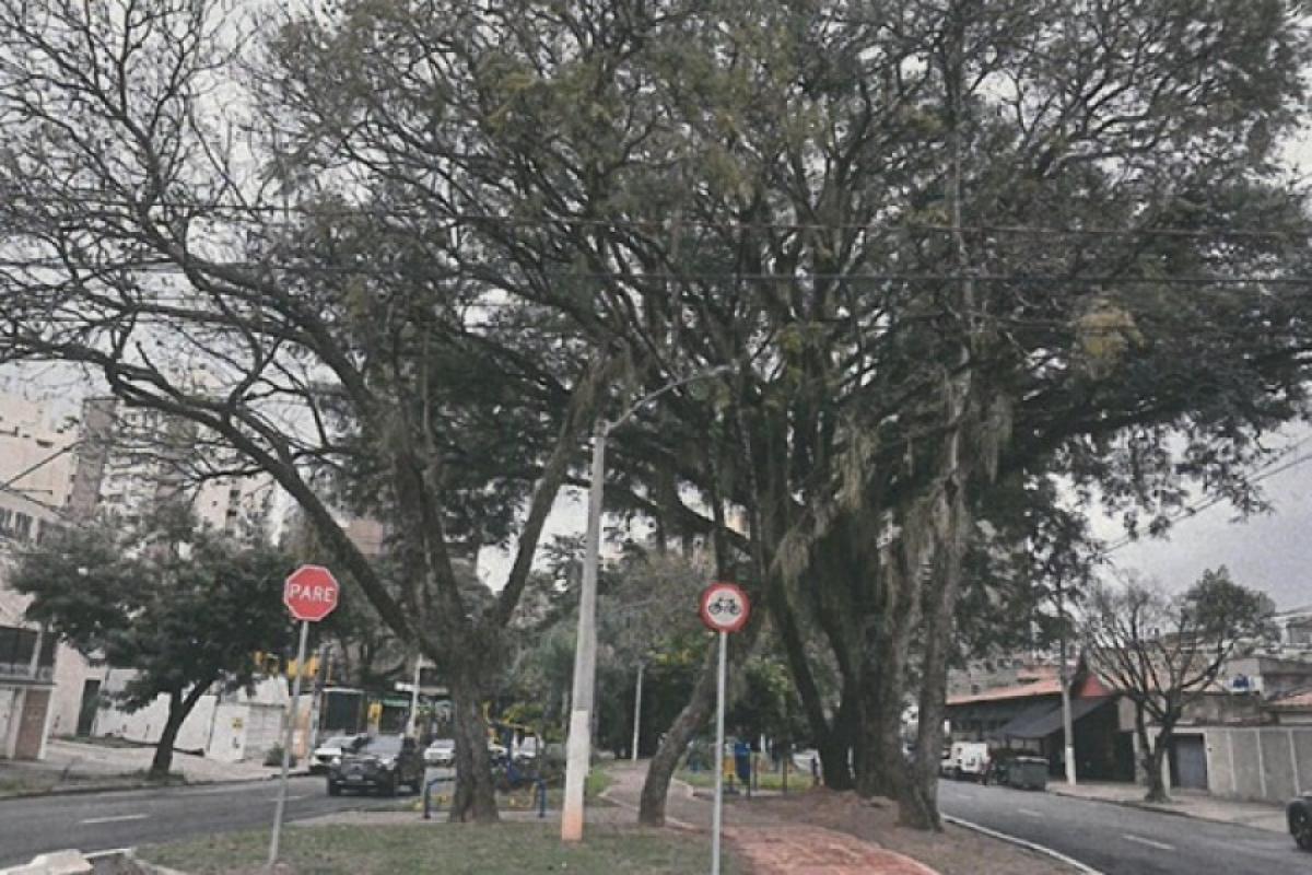 Poda preventiva será feita no canteiro central para permitir o trânsito de máquinas usadas na construção do reservatório RP-1.