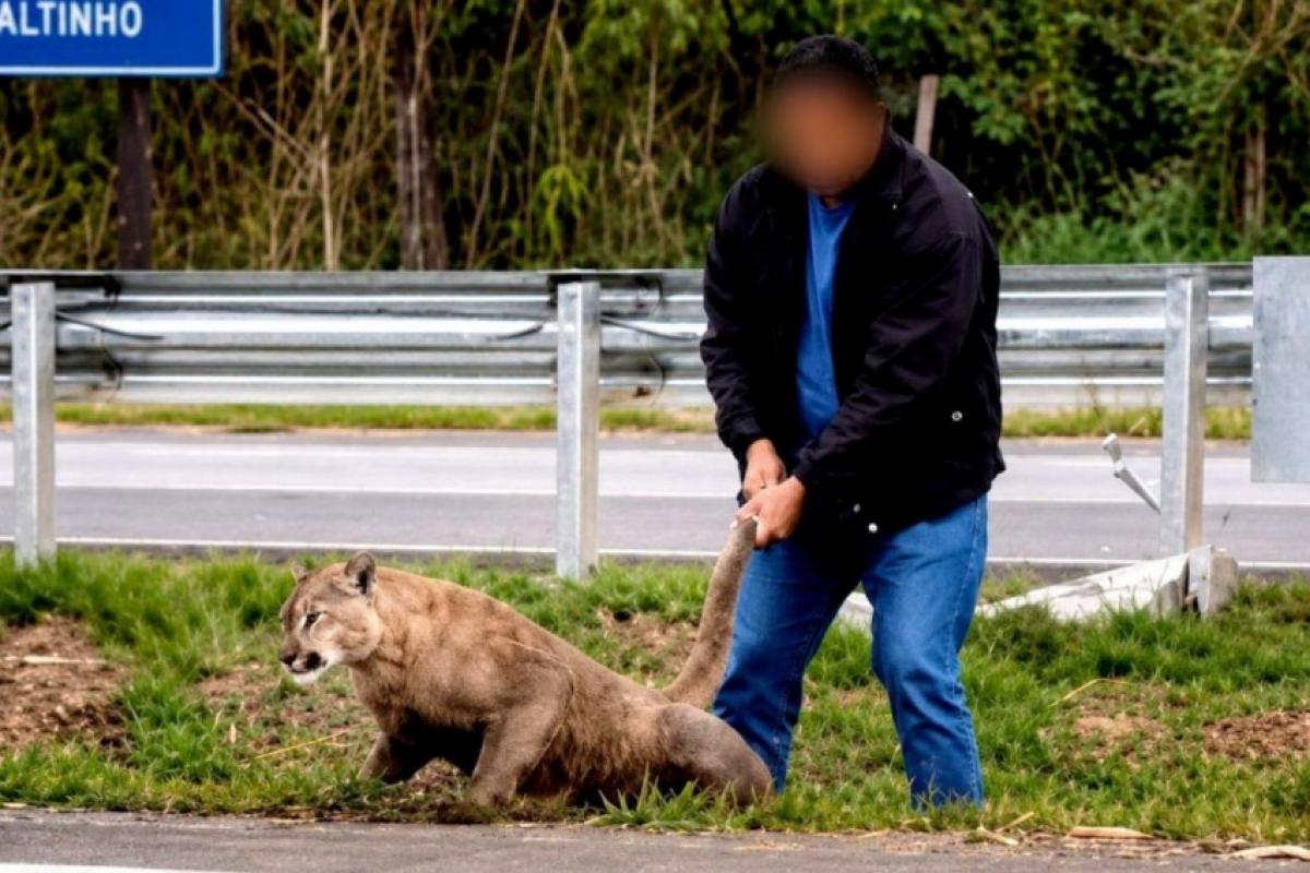 A força-tarefa montada para localizar a onça-parda atropelada na Rodovia Cornélio Pires (SP-127), em Piracicaba, continua mobilizada. 