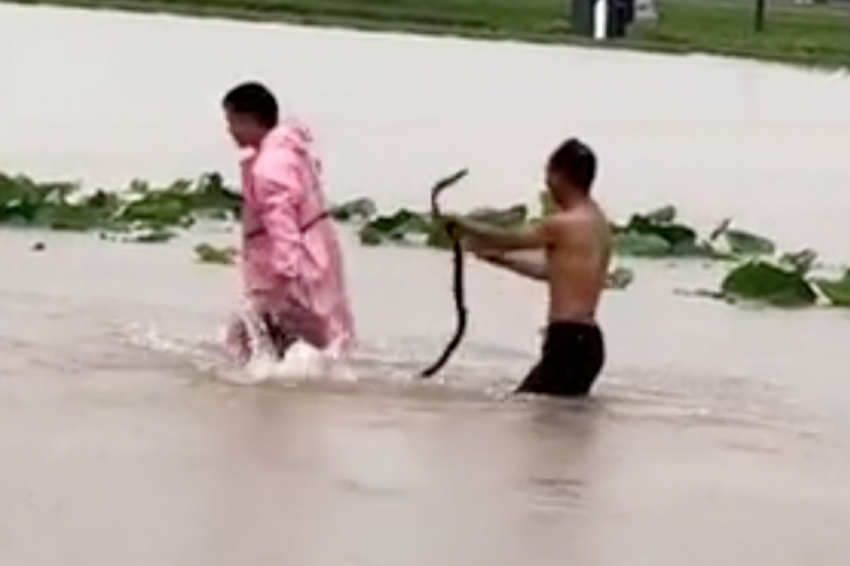 Moradores registraram vídeos que mostram cobras nadando pelas ruas alagadas.