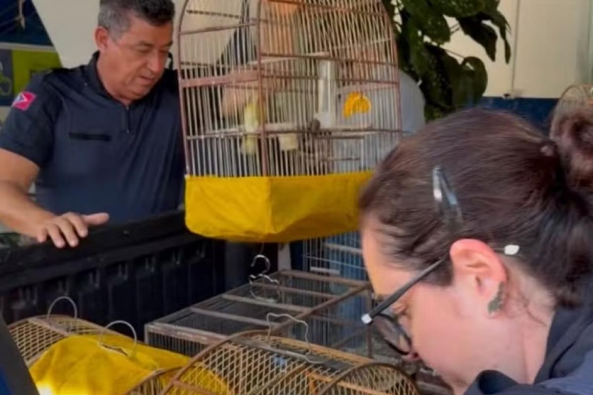 Animais eram mantidos em gaiolas sem autorização ambiental e foram encaminhados para triagem e reabilitação.