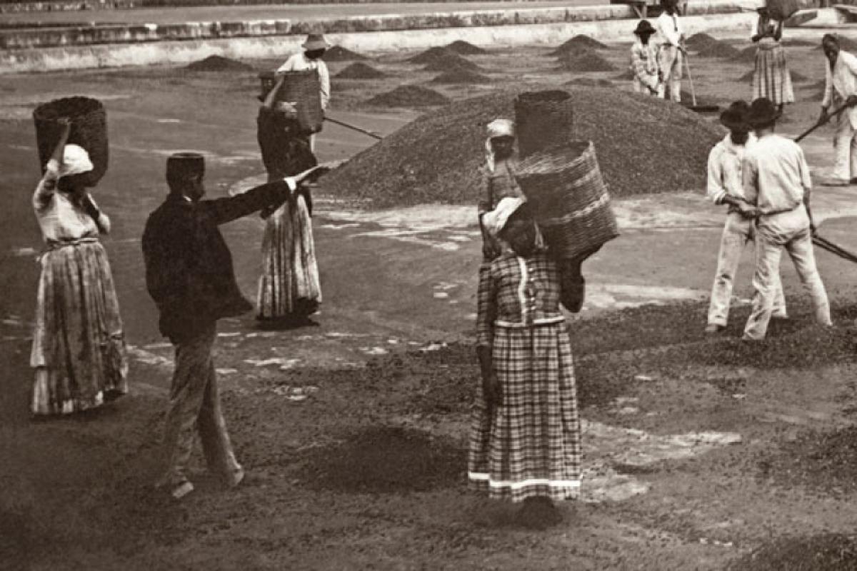 Fazenda de café