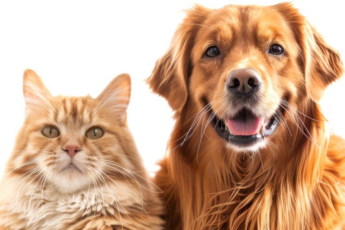 Feira de adoção reunirá cães e gatos que aguardam por um novo lar. A iniciativa incentiva a adoção responsável e o bem-estar animal.