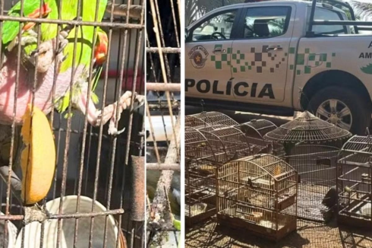 As aves foram flagradas em condições precárias de higiene. 